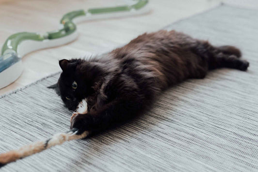 10 Ways to Play with Your Cat