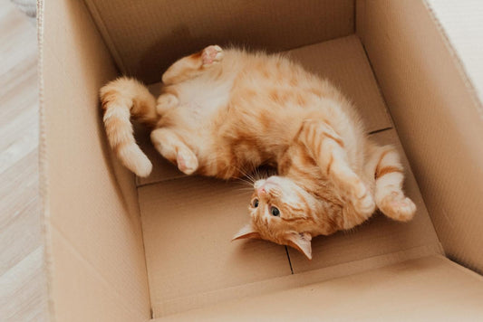 5 Reasons Why Cats Love Cardboard