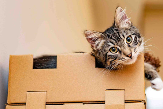 Tabby cat with amber eyes in cardboard box