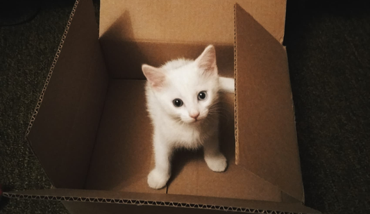 Why Does My Cat Litter Smell So Bad?