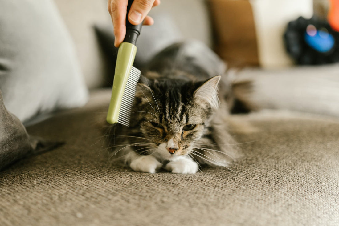 Interview with Mornington Moggie Rescue