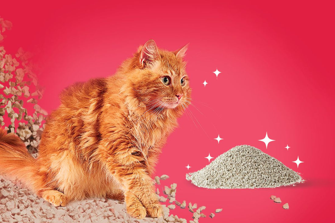 Orange cat with CatPak Attapulgite clay litter