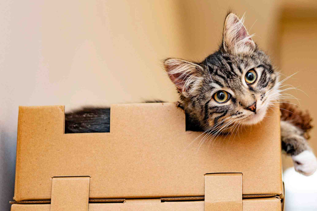 Tabby cat with amber eyes in cardboard box