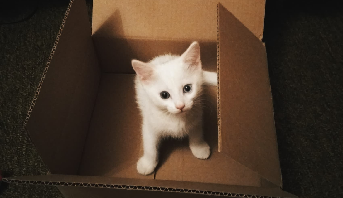 Why Does My Cat Litter Smell So Bad?